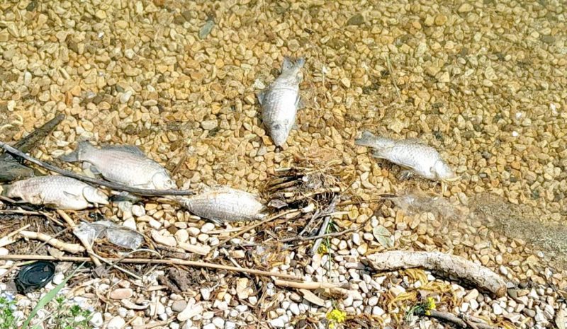 Έντονη ανησυχία για τα νεκρά  ψάρια στην λίμνη Παμβώτιδα