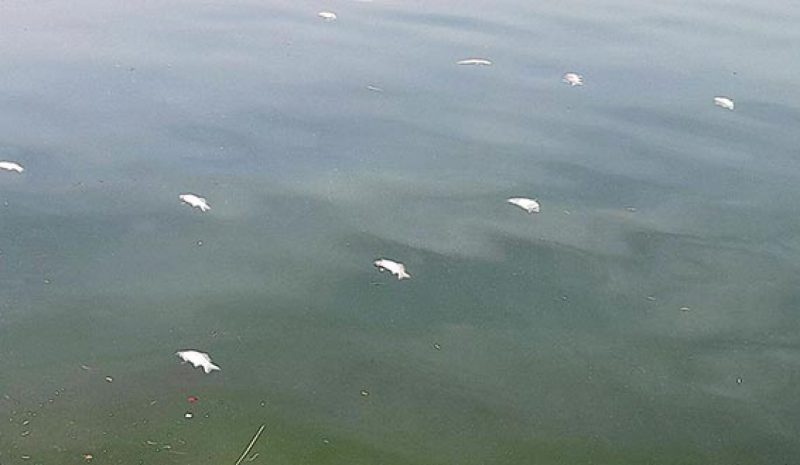 Συναγερμός και ανησυχία για τα νεκρά ψάρια στην Παμβώτιδα!