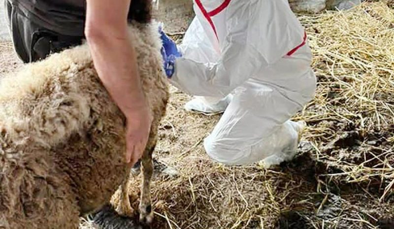 Σε αυξημένη επιφυλακή για ευλογιά και αφθώδη πυρετό
