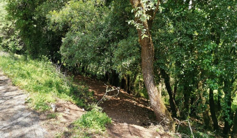 Εργαστήριο για το δάσος ως κοινό τόπο ζωής
