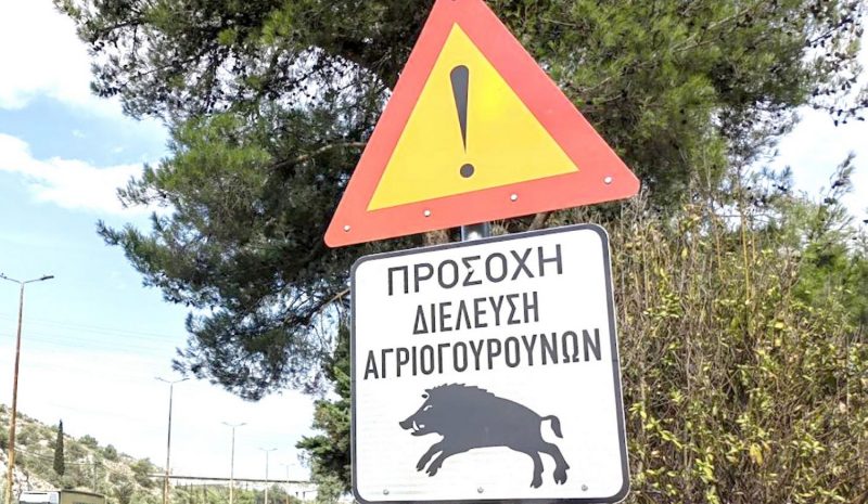 «Μάστιγα» τα αγριογούρουνα στους δρόμους της Ηπείρου!