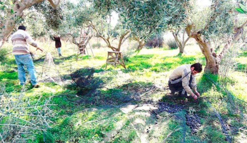 «Καμπανάκι» για την ελιά από τρεις Δημάρχους της Π.Ε. Άρτας