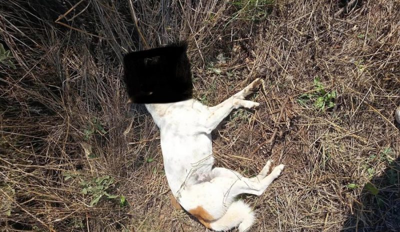 Ασυνείδητοι έριξαν φόλες στο Κολωνιάτι Μπιζανίου