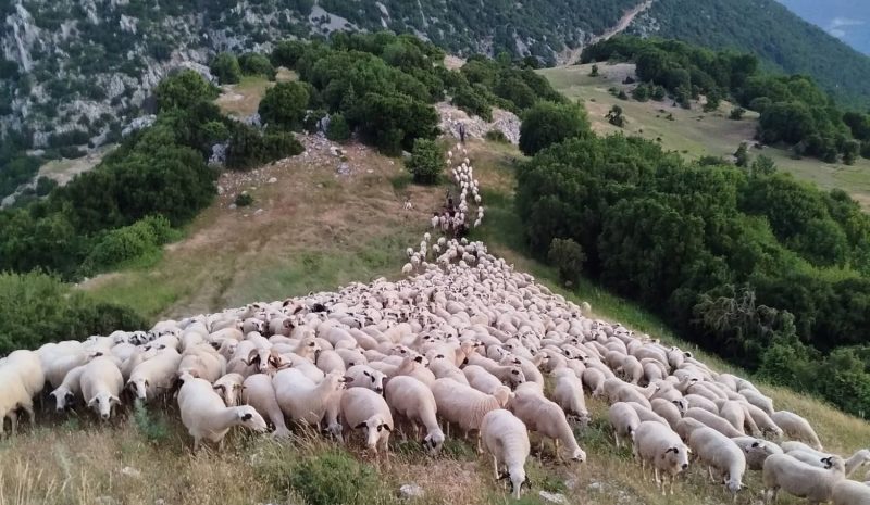   Κεραυνός έπεσε σε κοπάδι και σκότωσε 88 πρόβατα στον Λάκμο