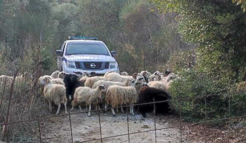 Αιχμές και Νύξεις